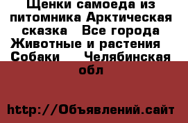 Щенки самоеда из питомника Арктическая сказка - Все города Животные и растения » Собаки   . Челябинская обл.